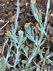 Helichrysum luteoalbum