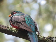 Trogon mexicanus