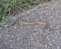 Agkistrodon piscivorus