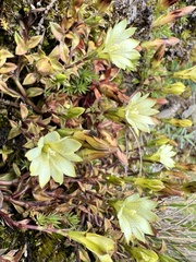 Gentiana scabrida