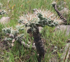 Cylindropuntia tunicata