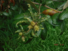 Andricus quercusfoliatus