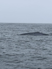 Balaenoptera musculus