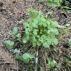 Claytonia