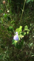 Salvia herbacea