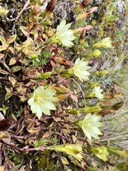 Gentiana scabrida