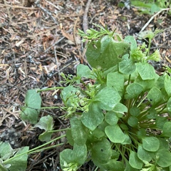 Claytonia
