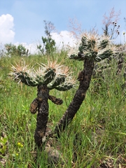 Cylindropuntia tunicata