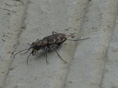 Cicindela repanda