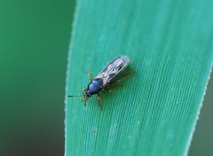 Dimorphopterus pallipes