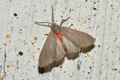 Phaegopterina