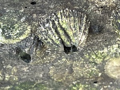 Hexanauplia