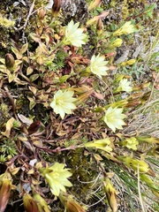 Gentiana scabrida
