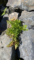 Cryptogramma acrostichoides