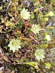 Gentiana scabrida