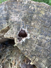 Stemonitis splendens