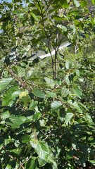 Alnus alnobetula