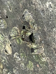 Hexanauplia