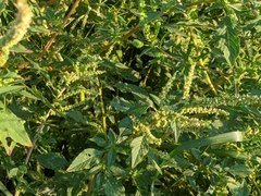Amaranthus spinosus