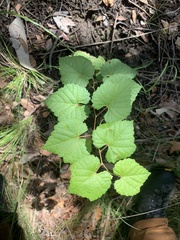 Vitis arizonica