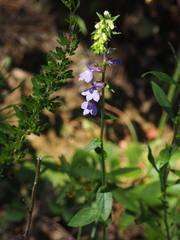 Lobelia puberula