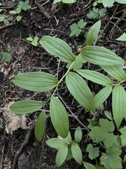 Streptopus lanceolatus