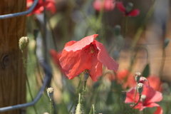 Papaver