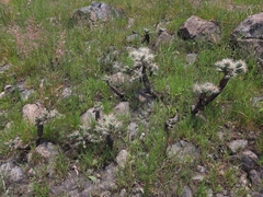 Cylindropuntia tunicata