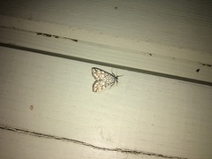 Elophila nymphaeata