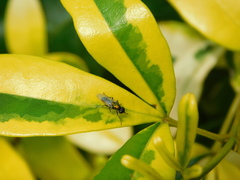 Prosopochrysa vitripennis