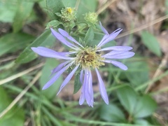 Eurybia spectabilis