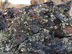 Rhizocarpon