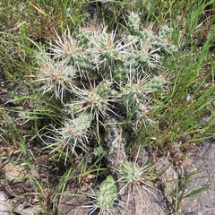 Cylindropuntia tunicata