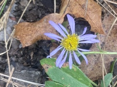 Eurybia spectabilis