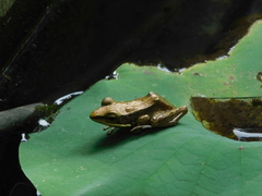 Chalcorana chalconota