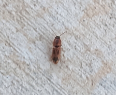 Aeolus mellillus