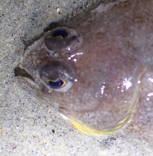Longfin sanddab (Citharichthys xanthostigma) — Paralichthyidae — 5