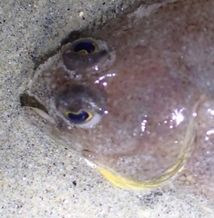 Citharichthys xanthostigma