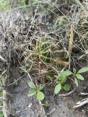 Hamatocactus setispinus