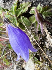 Adenophora morrisonensis