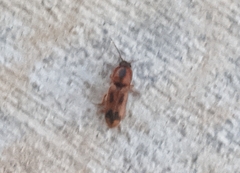Aeolus mellillus