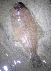 Citharichthys xanthostigma