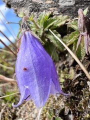 Adenophora morrisonensis