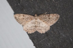 Neoalcis californiaria