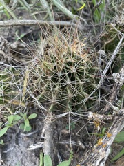 Hamatocactus setispinus