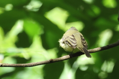 Myiopagis viridicata