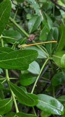 Ceriagrion coromandelianum