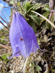 Adenophora morrisonensis