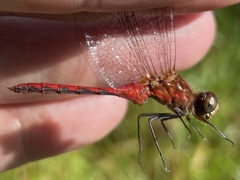 Sympetrum rubicundulum