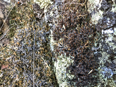 Syntrichia ruralis